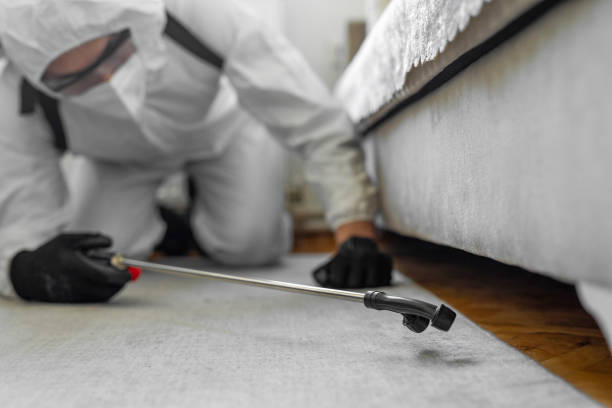 Professional Bed Bug Control technician working in Little River County County, AR